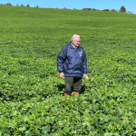 Aldo Vendramin analisa o impacto dos corredores inteligentes na fluidez do tráfego urbano.