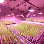 Laboratório de pesquisa com plantas cultivadas sob iluminação de LED.