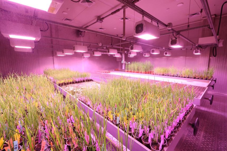 Laboratório de pesquisa com plantas cultivadas sob iluminação de LED.